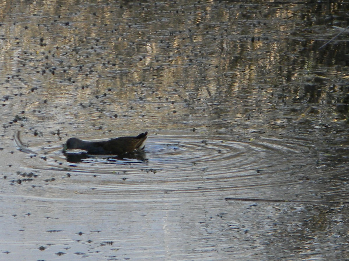 Spot-flanked Gallinule - ML642308025