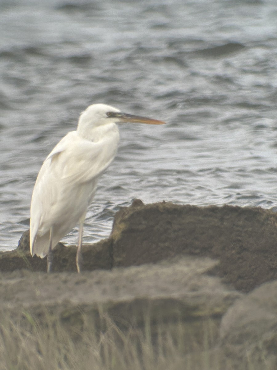 Great Blue Heron (Great White) - ML642308049