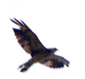 Swainson's Hawk - ML642308069