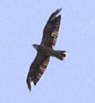 Swainson's Hawk - ML642308070