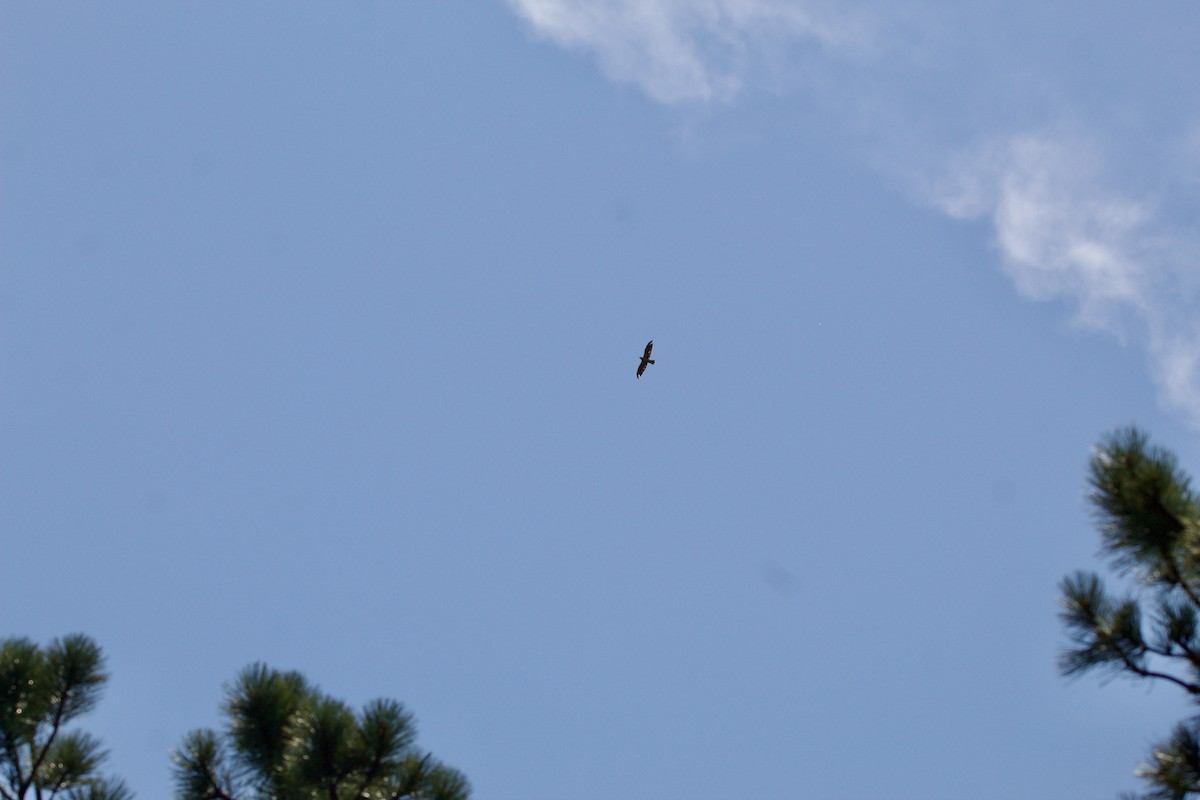 Swainson's Hawk - ML642308071