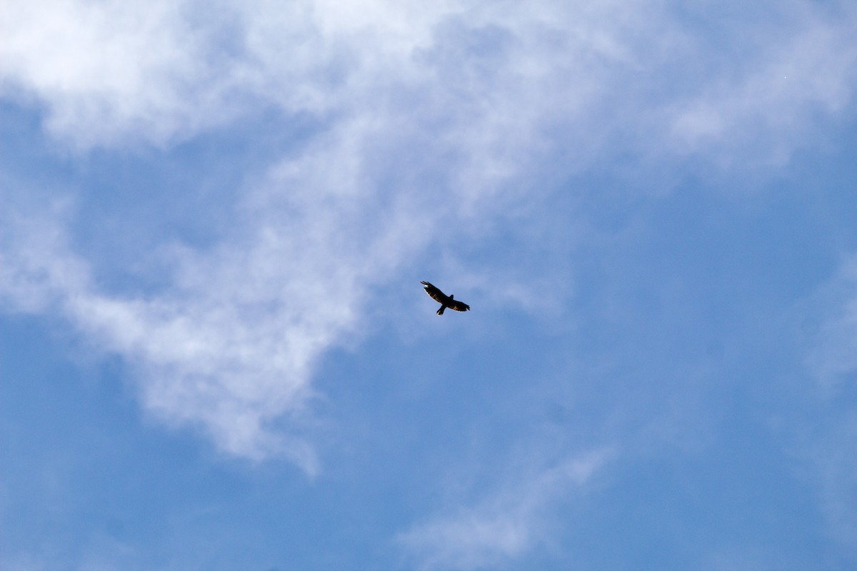 Swainson's Hawk - ML642308072