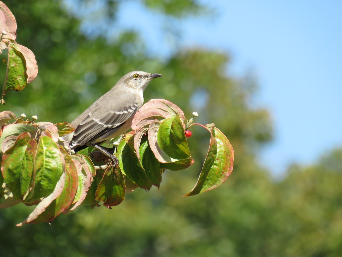 Northern Mockingbird - ML642308075