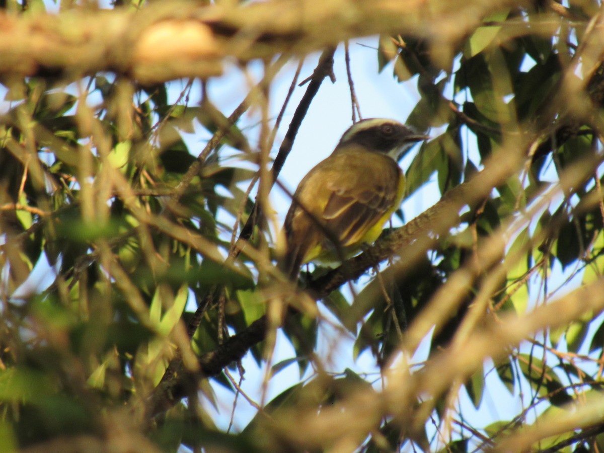Social Flycatcher - ML642308090