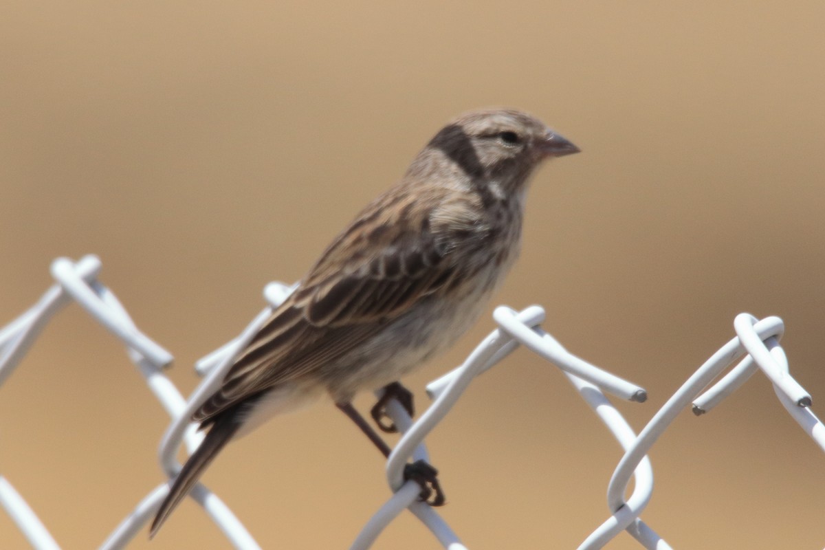 Ash-breasted Sierra Finch - ML642308104