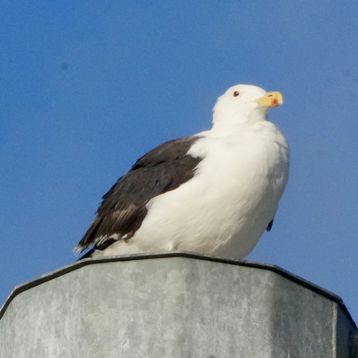Great Black-backed Gull - ML642308109