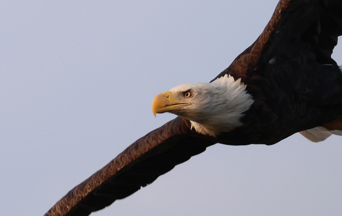 Bald Eagle - ML642308150