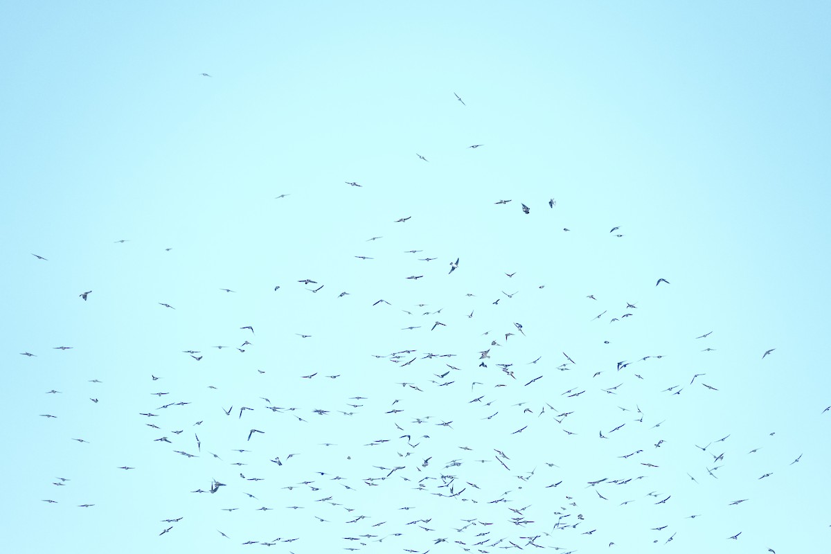 Tree Swallow - ML642308151