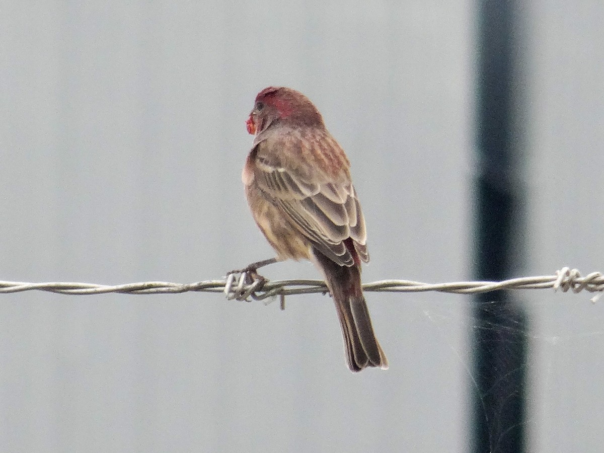 House Finch - ML642308160