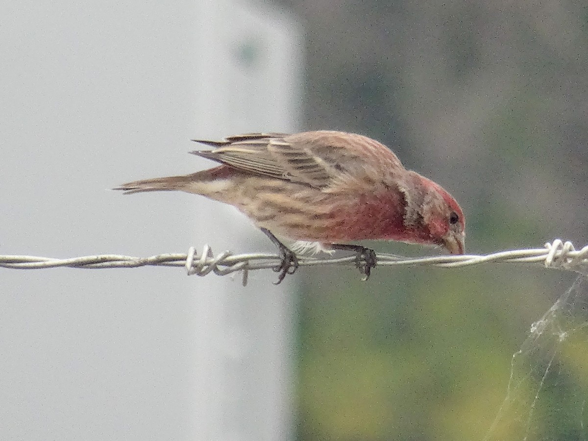 House Finch - ML642308161