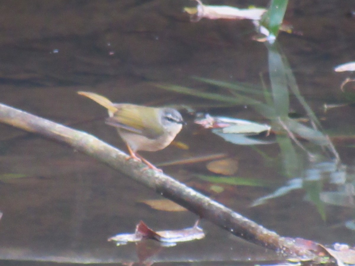 Riverbank Warbler - ML642308173