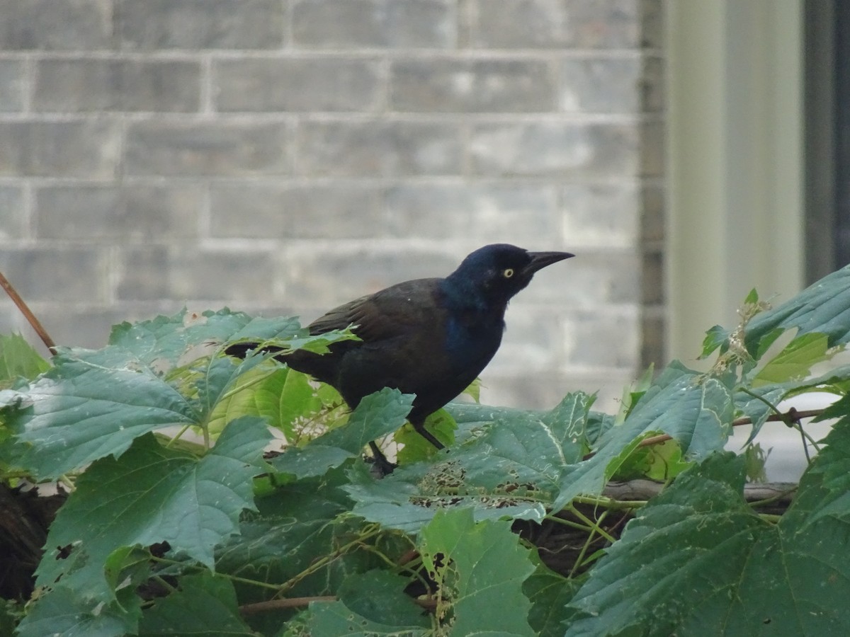 Common Grackle - ML642308174