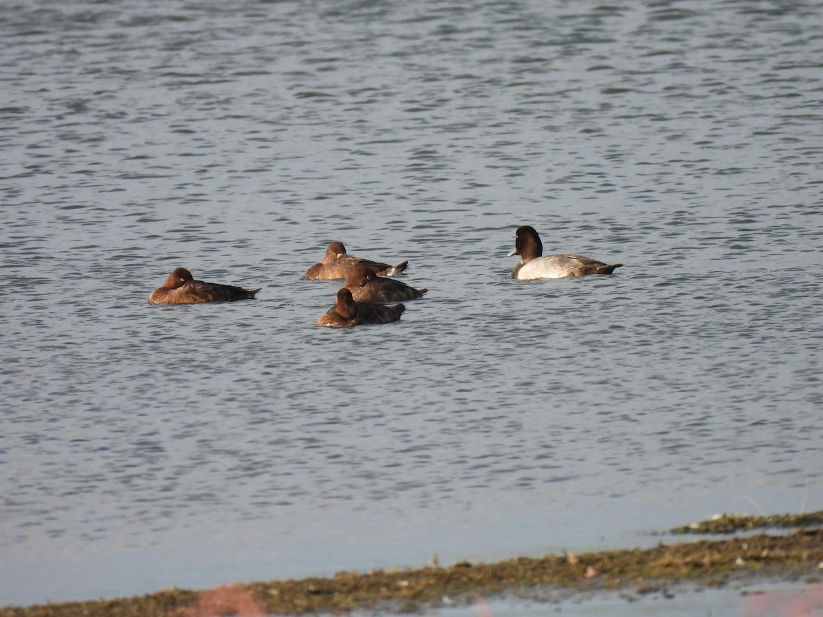 Lesser Scaup - ML642308181