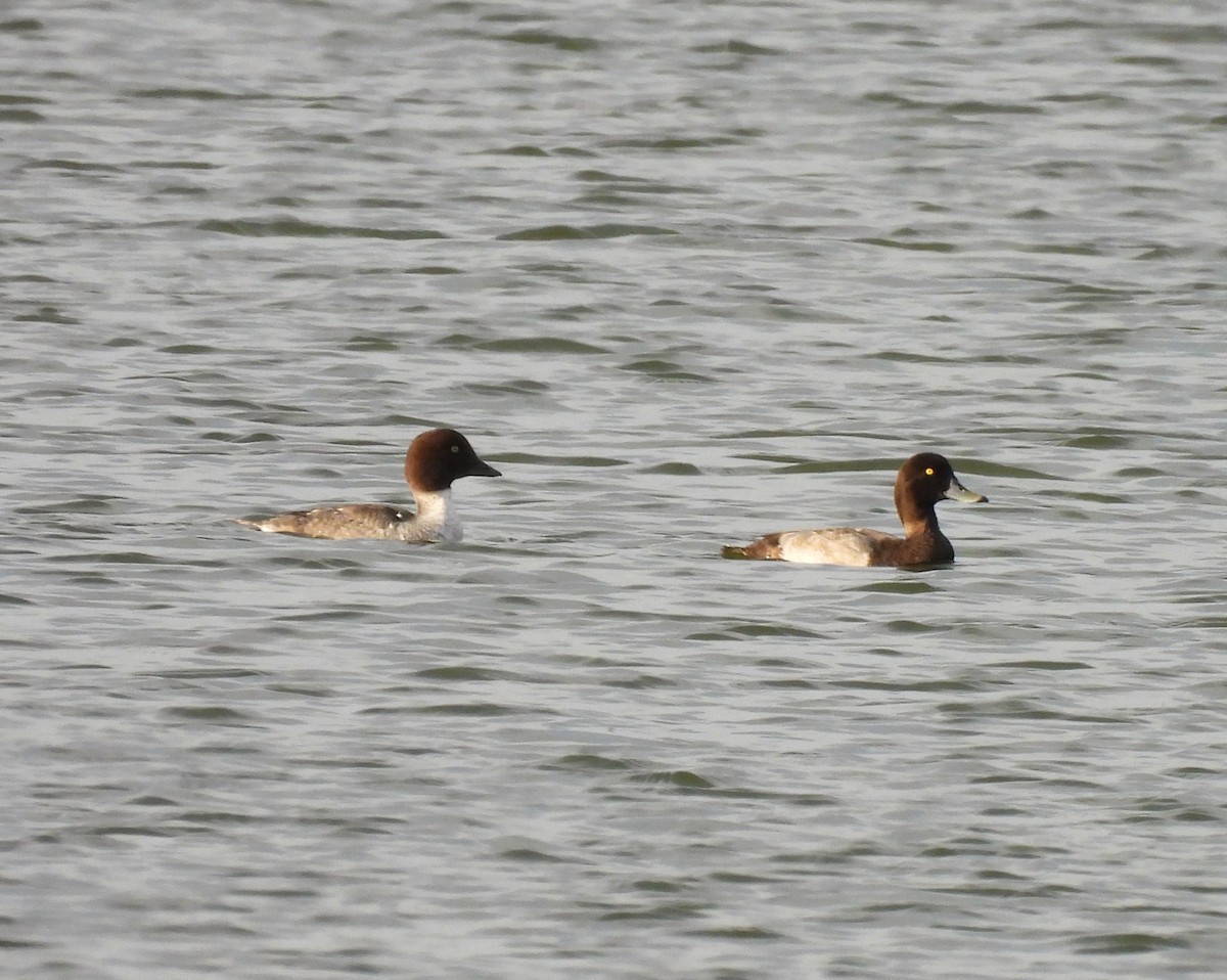 Lesser Scaup - ML642308182