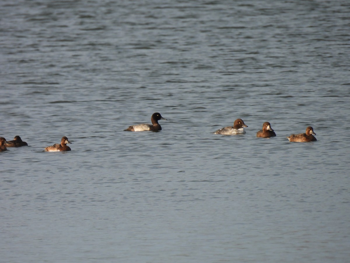 Lesser Scaup - ML642308183