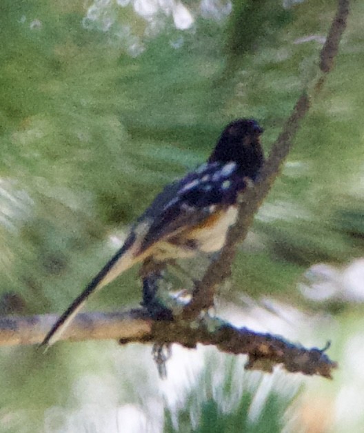 Spotted Towhee - ML642308210