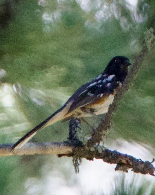 Spotted Towhee - ML642308212