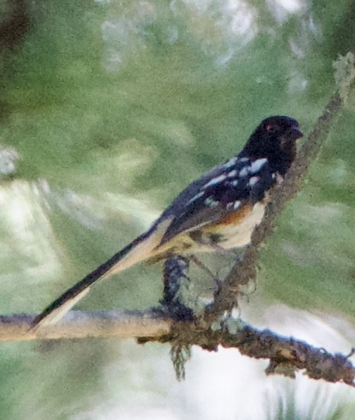 Spotted Towhee - ML642308213