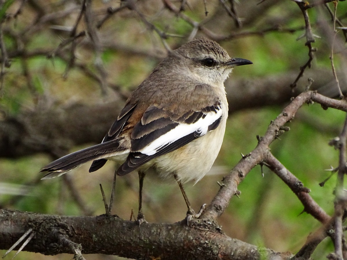 White-banded Mockingbird - ML642308217