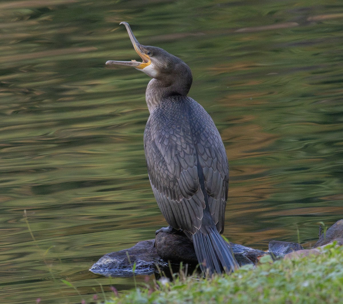 Great Cormorant - ML642308220