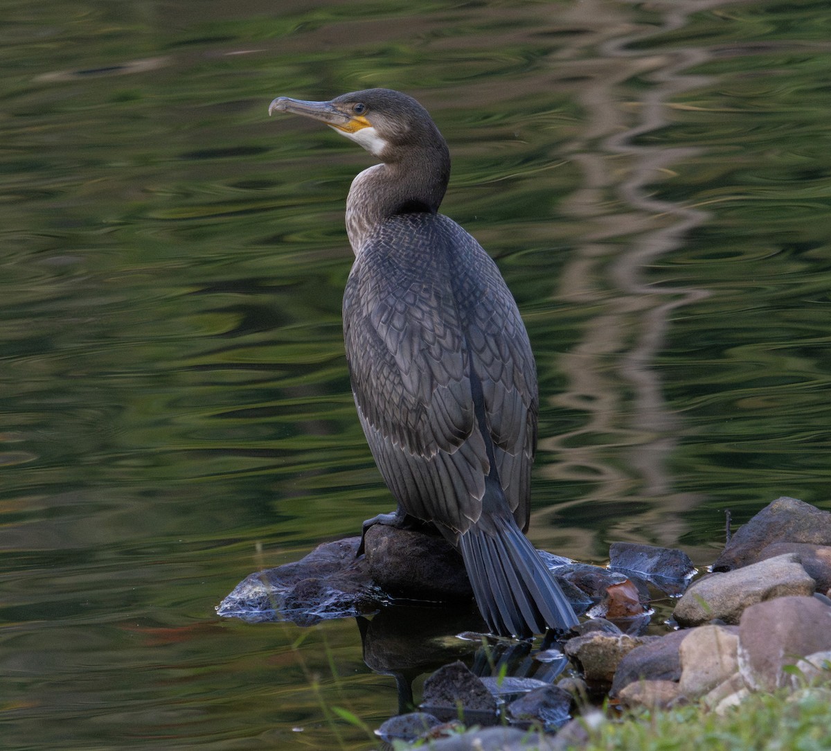 Great Cormorant - ML642308222
