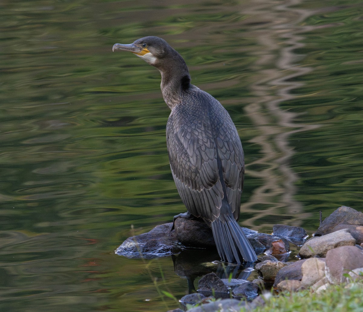 Great Cormorant - ML642308223