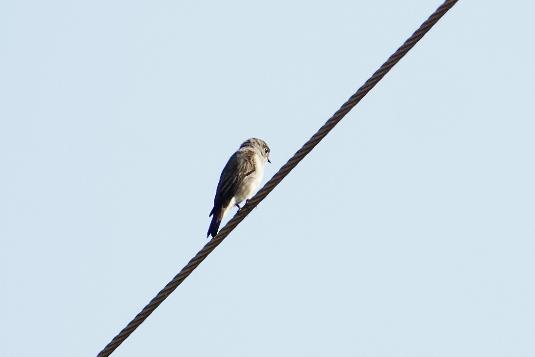 Dark-sided Flycatcher - ML642308225
