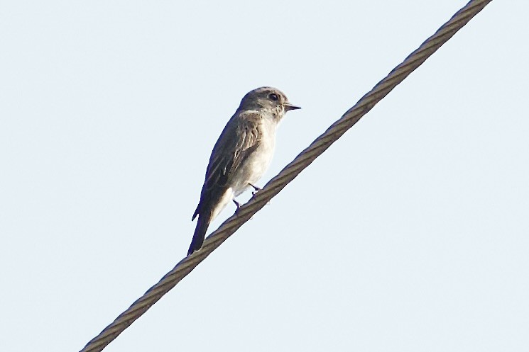 Dark-sided Flycatcher - ML642308226