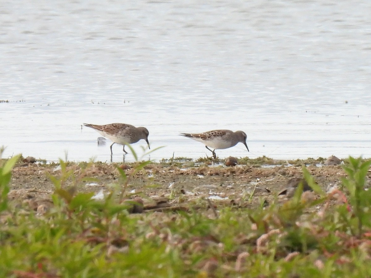 White-rumped Sandpiper - ML642308230