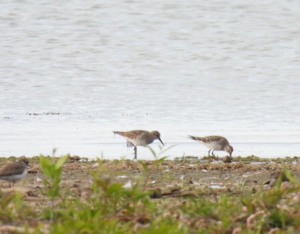 White-rumped Sandpiper - ML642308231