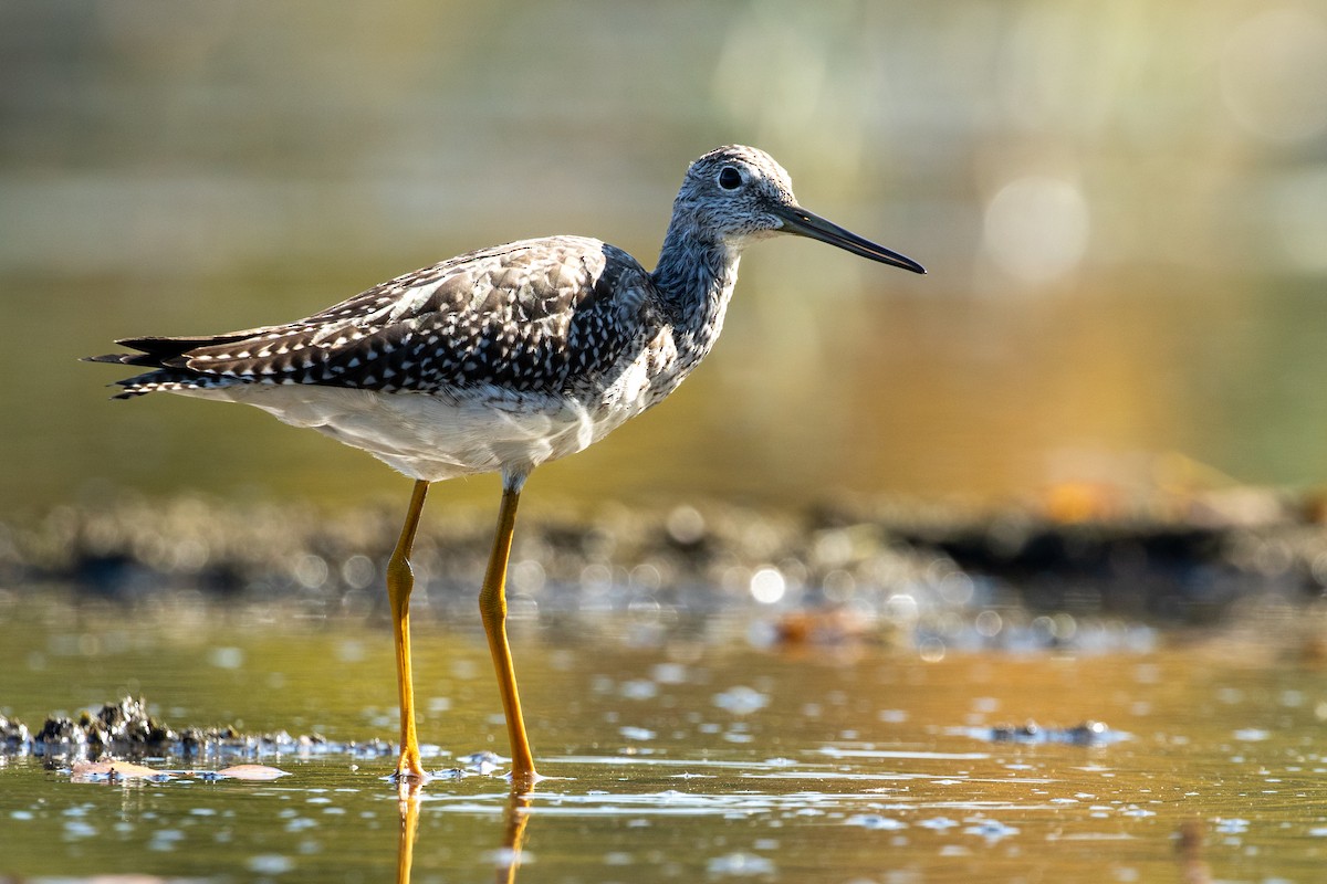Greater Yellowlegs - ML642308233