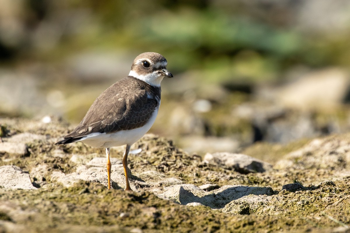 Semipalmated Plover - ML642308236
