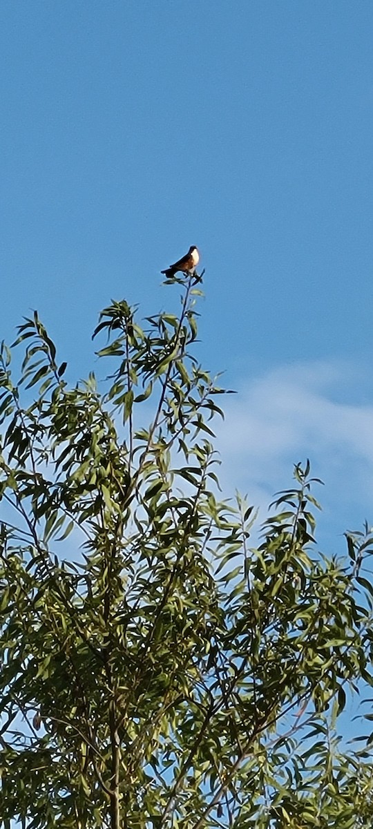 Vermilion Flycatcher - ML642308237
