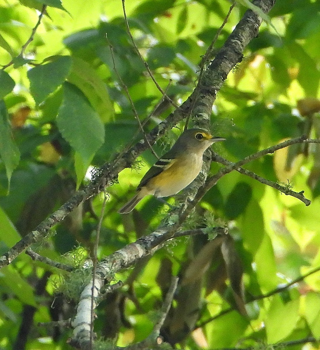 White-eyed Vireo - ML642308239