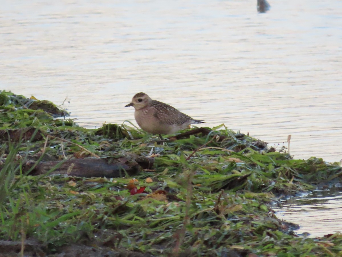 American Golden-Plover - ML642308242