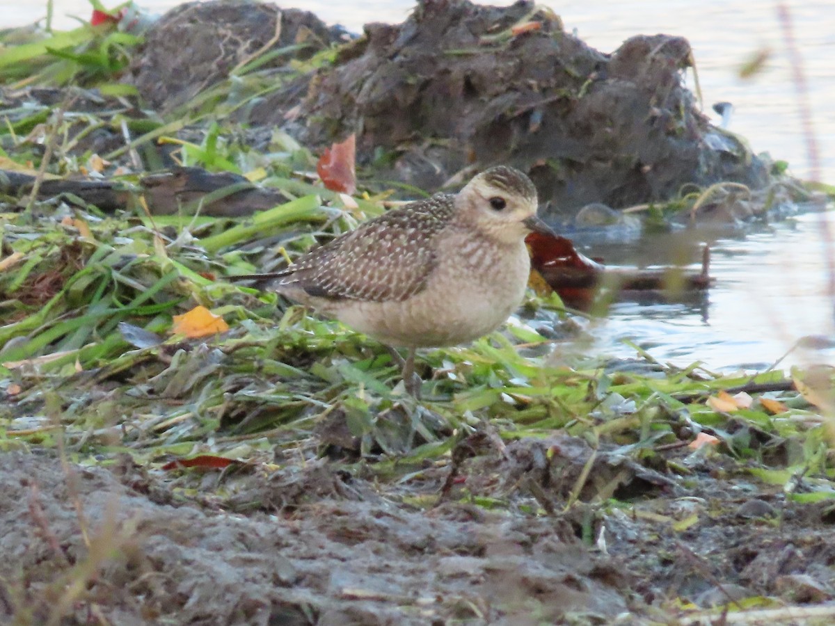 American Golden-Plover - ML642308243