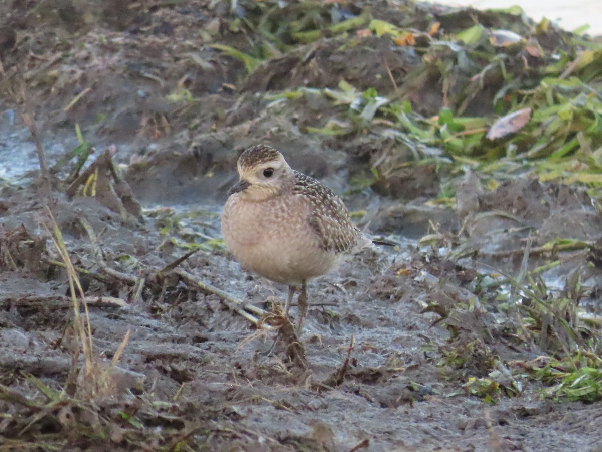 American Golden-Plover - ML642308244