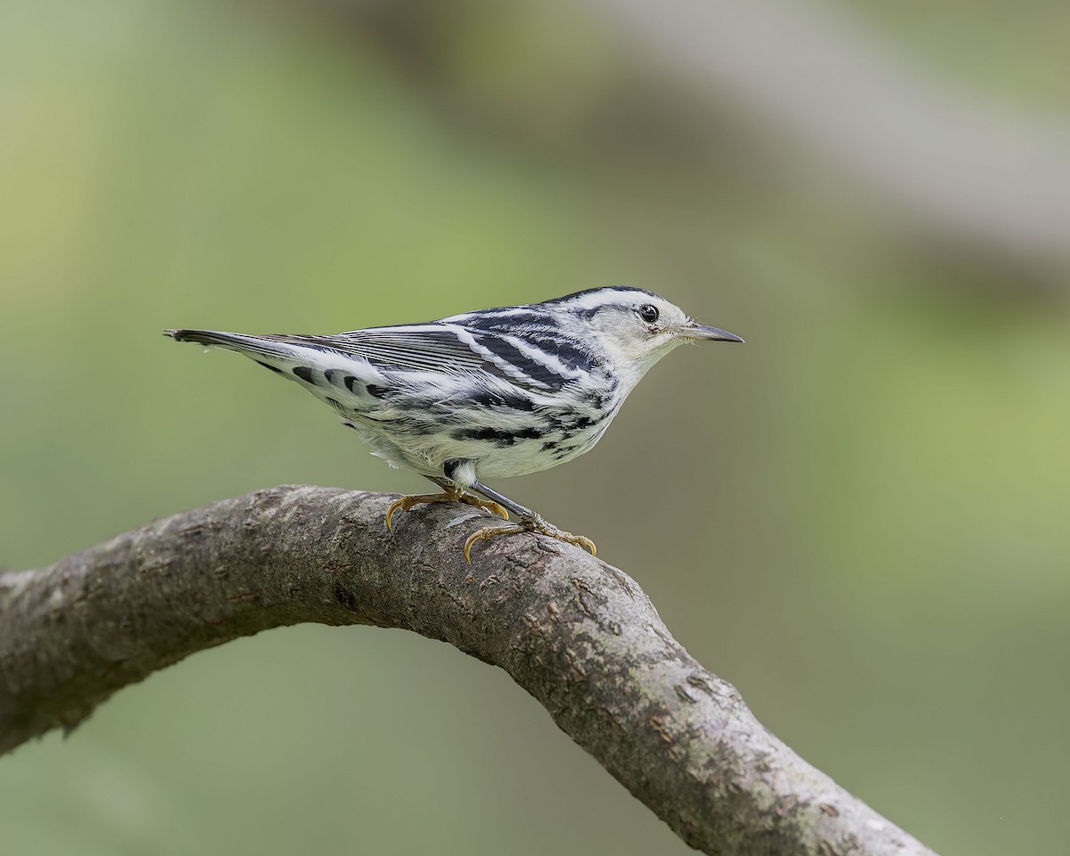 Black-and-white Warbler - ML642308247