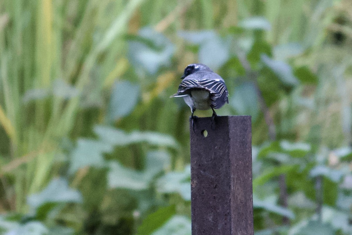 Gray Bushchat - ML642308249
