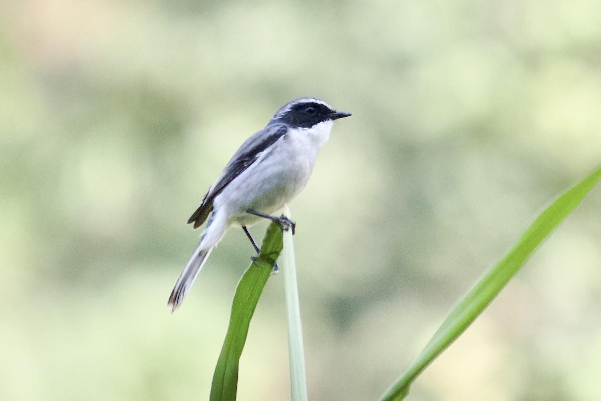 Gray Bushchat - ML642308250