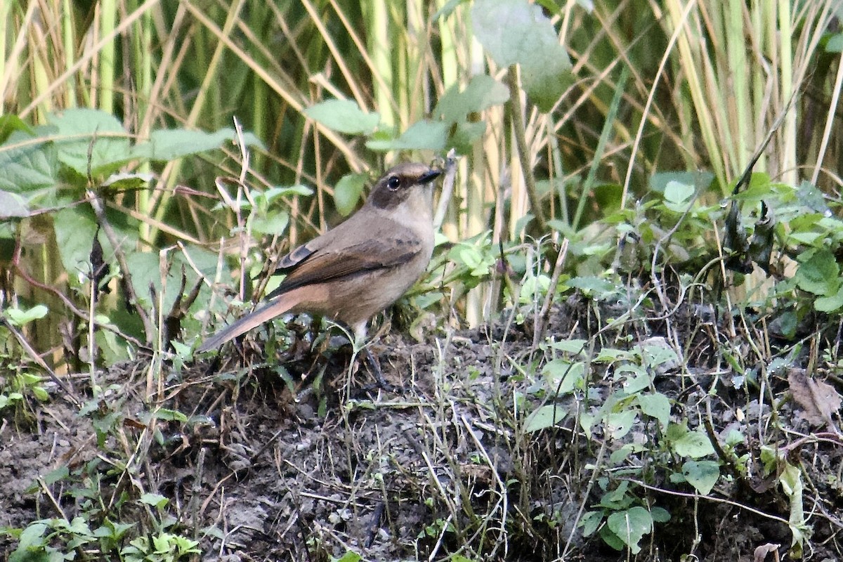 Gray Bushchat - ML642308251
