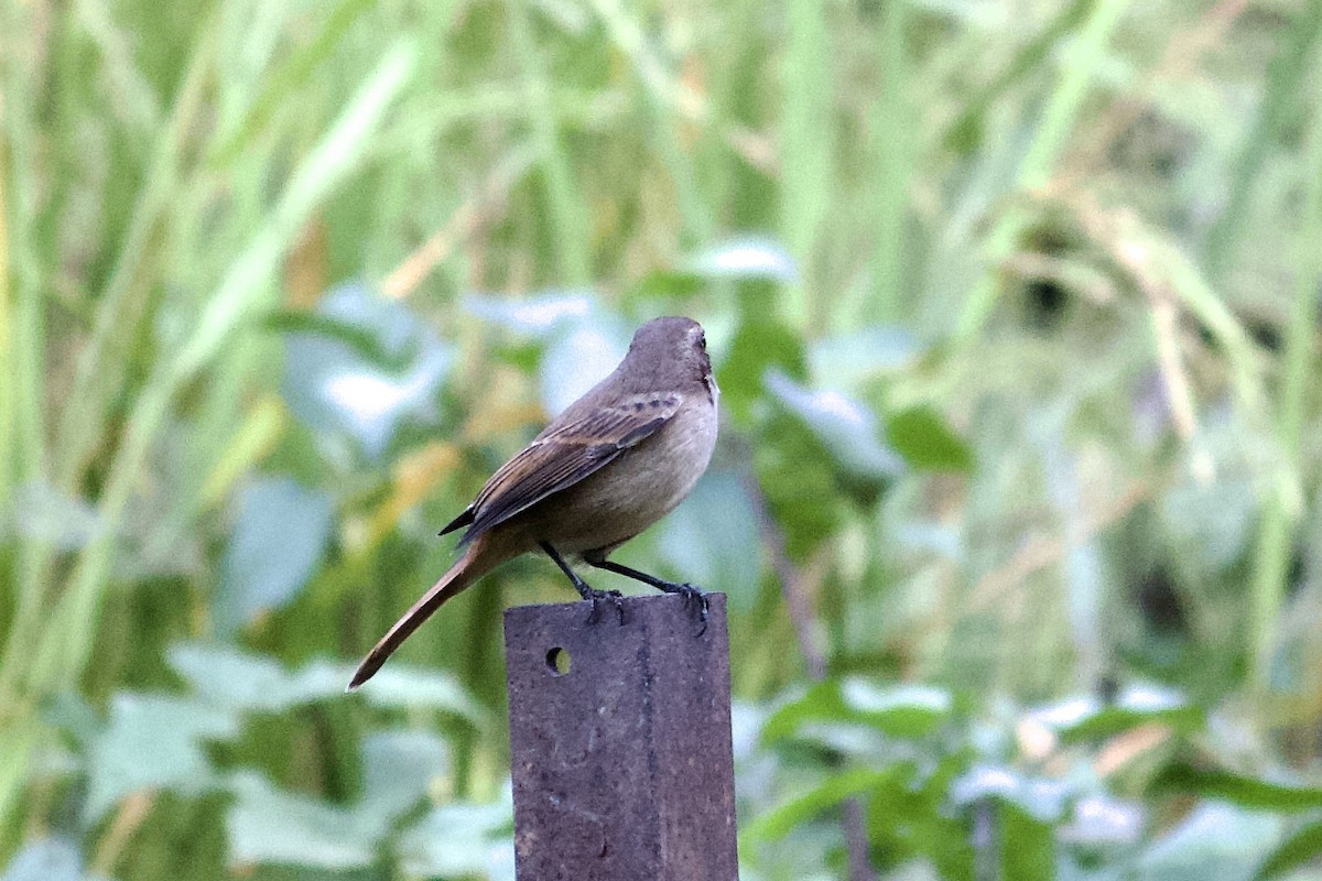 Gray Bushchat - ML642308252