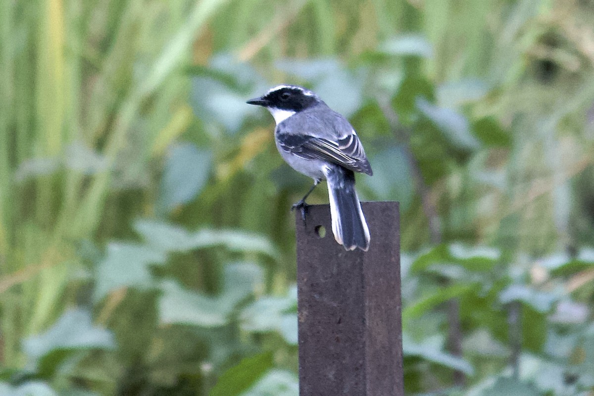 Gray Bushchat - ML642308253