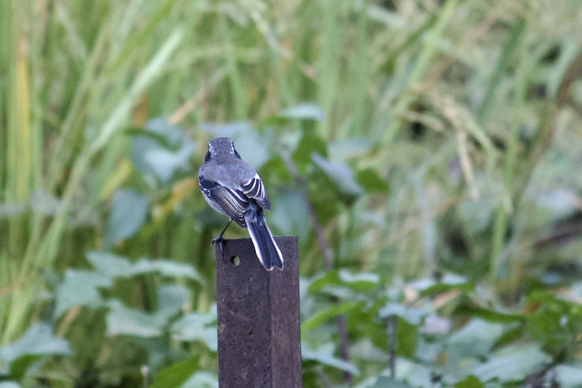 Gray Bushchat - ML642308255