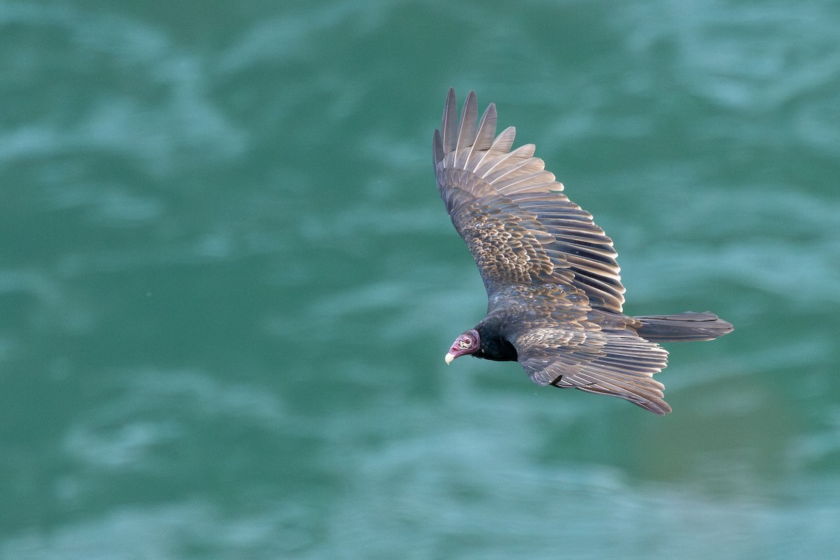 Turkey Vulture - ML642308261