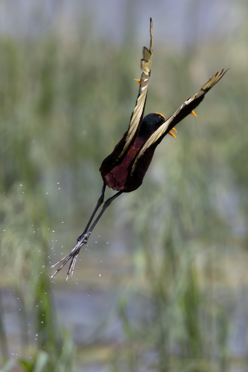 Northern Jacana - ML642308263