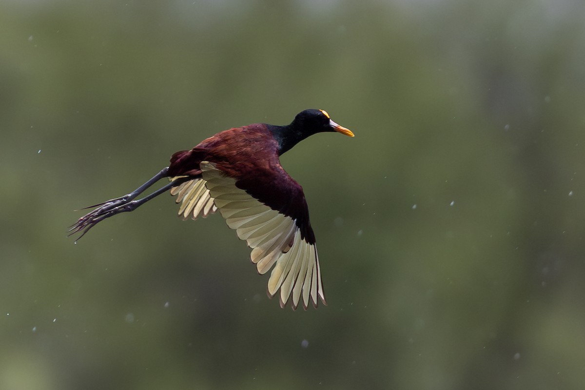 Northern Jacana - Liam Wolff
