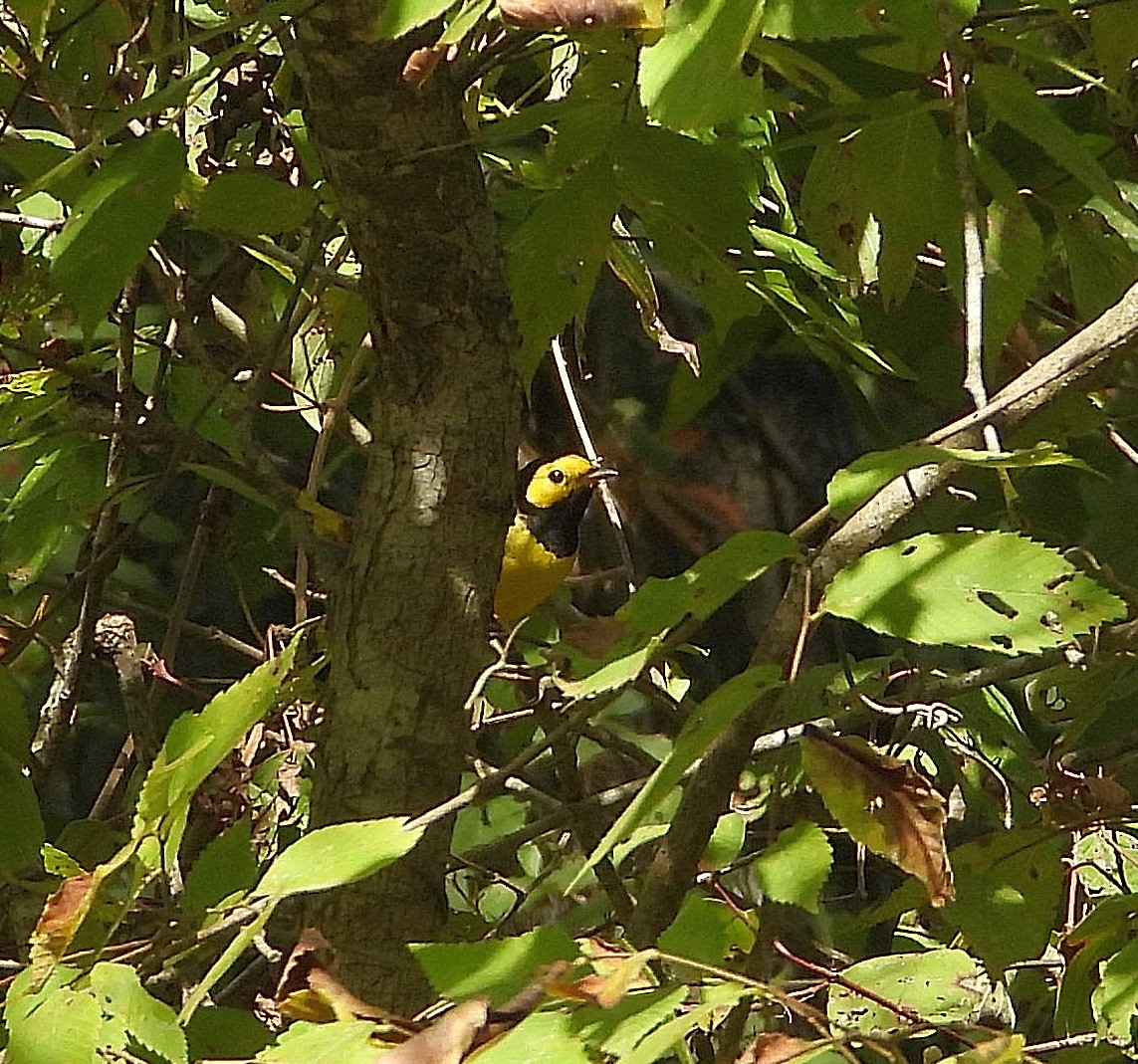 Hooded Warbler - ML642308268