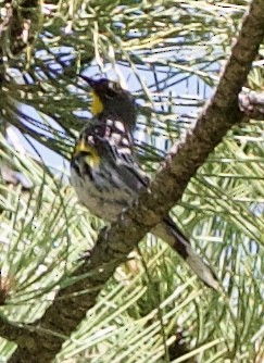 Yellow-rumped Warbler (Audubon's) - ML642308272