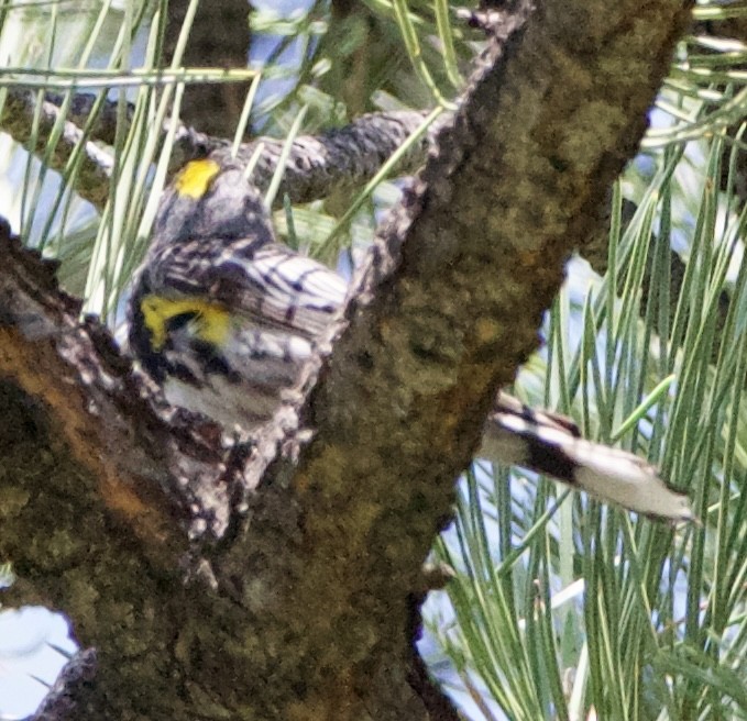Yellow-rumped Warbler (Audubon's) - ML642308273